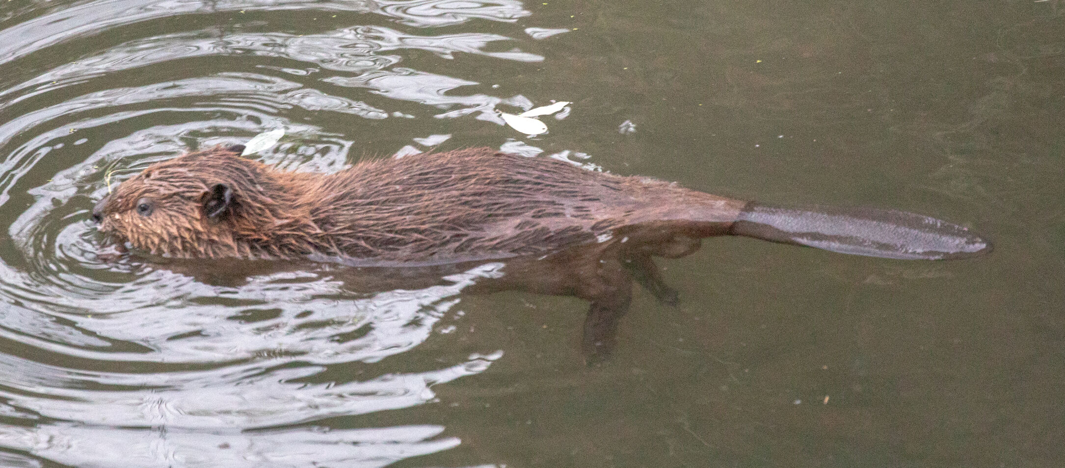 Beaver Lodge Summer 2021